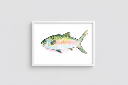 Rainbow Trout