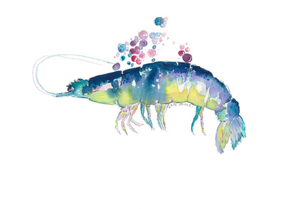 Midnight Tide Prawn Watercolor Art Print