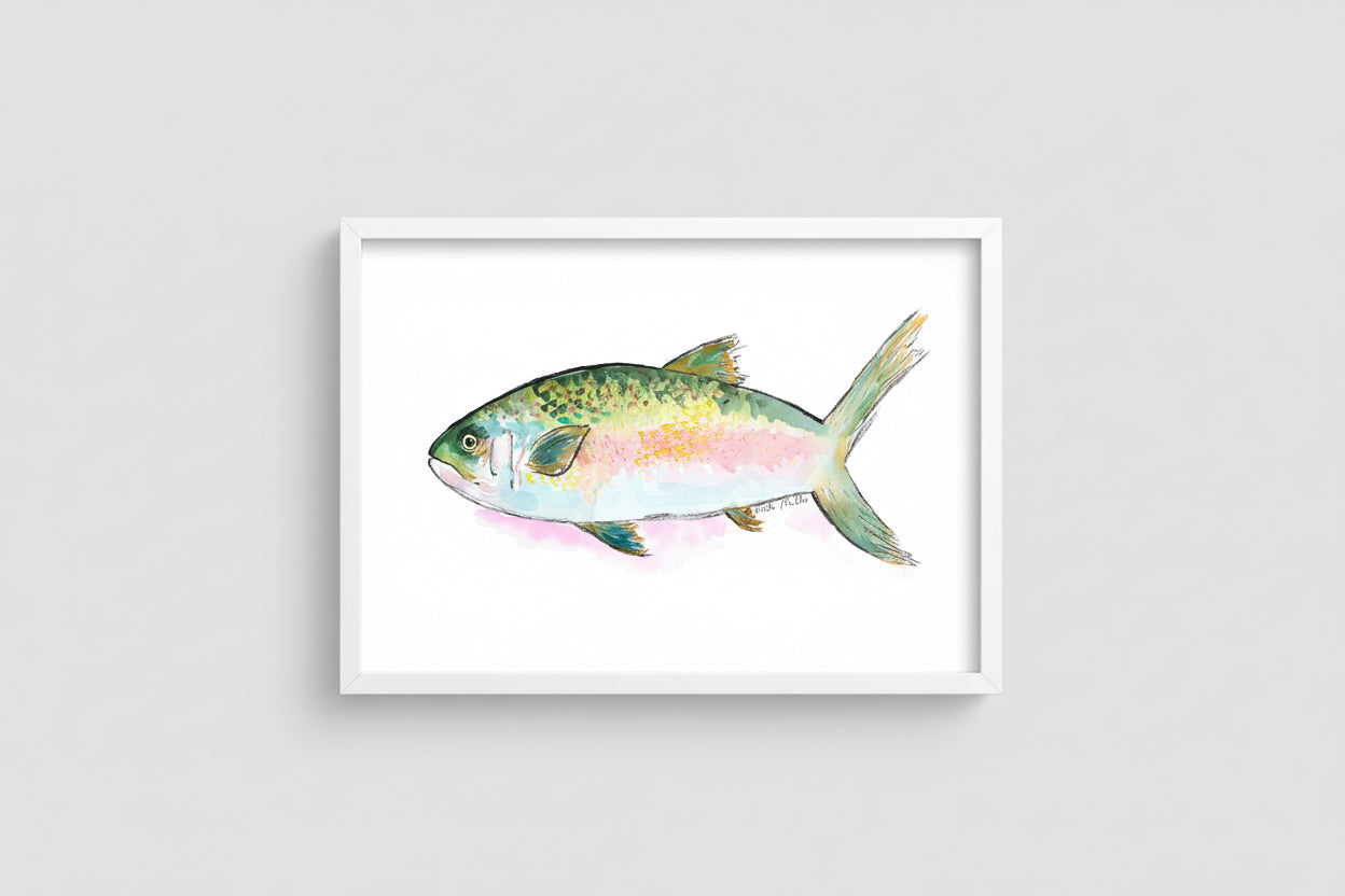 Rainbow Trout