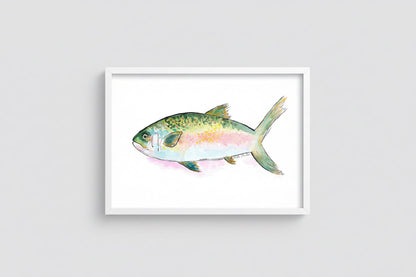 Rainbow Trout