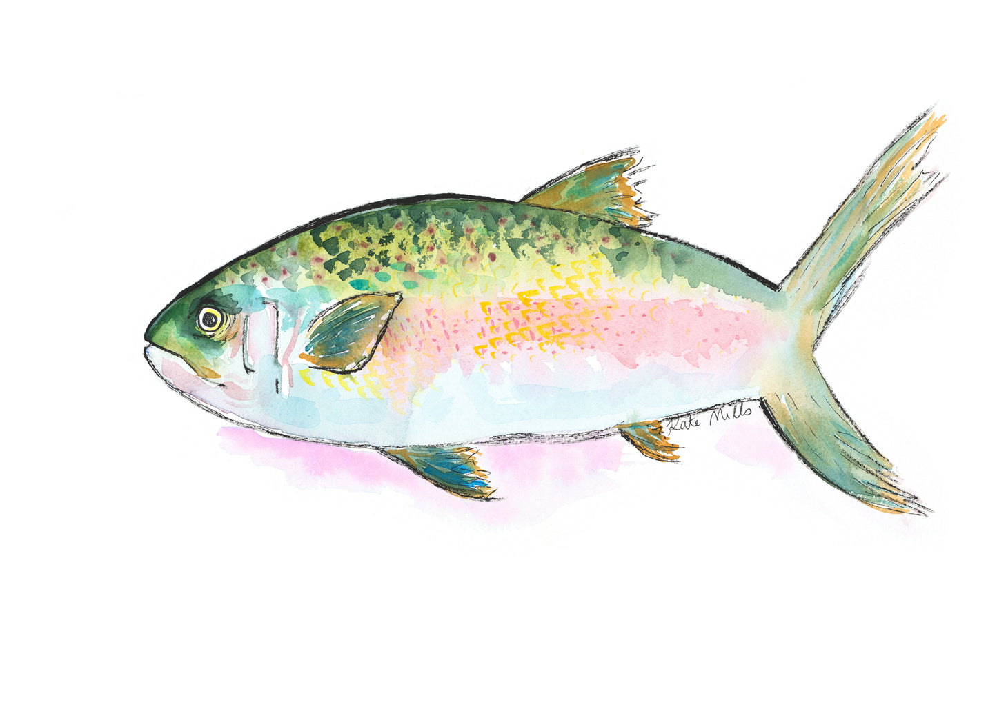 Rainbow Trout