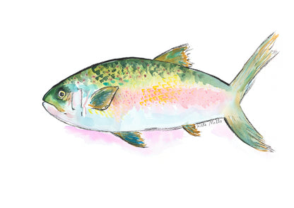 Rainbow Trout