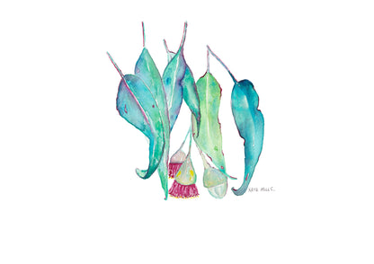 Eucalyptus Gumnuts Artwork Watercolor Art Print
